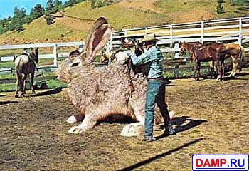 ���� ����������[2] ���������� ����������[2]